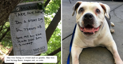 Pitbull Was Tied To A Tree In Prospect Park In Brooklyn, But Luckily Good Samaritan Came To The Rescue