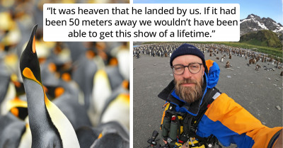 Wildlife Photographer Accidentally Runs Into Extremely Rare Yellow Penguin And Can't Believe His Luck