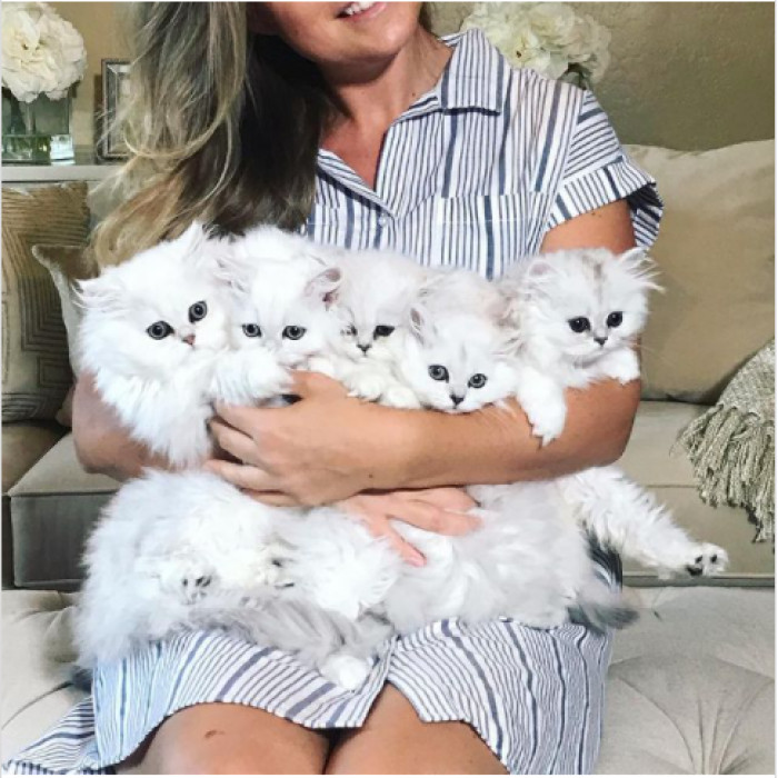 15. So many fluff balls to play with