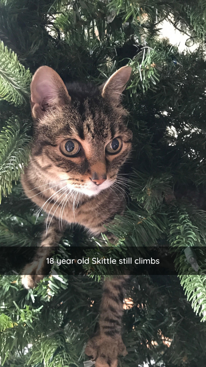 22. Not even age stops a cat from enjoying this annual rite of passage.