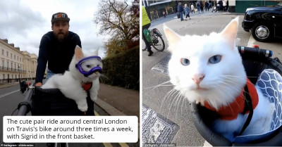 Cyclist Explores The Streets Of London With His Adorable Feline Sidekick