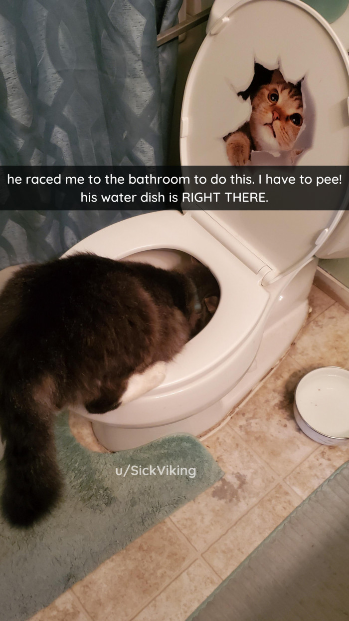 6. Pro Tip: Maybe don't put the water dish next to the toilet? Just a thought.