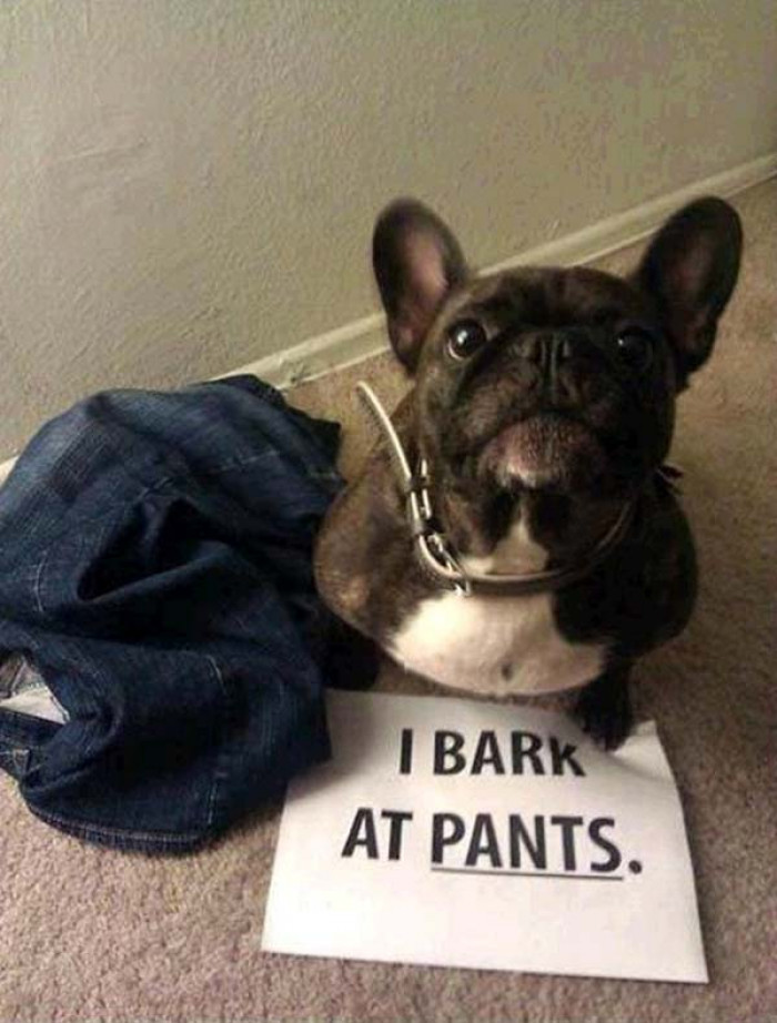 20. This dog has issues with pants