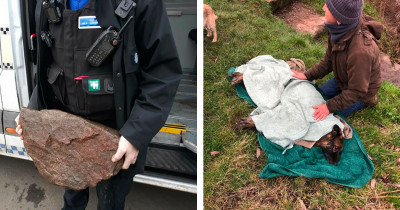German Shepherd Dog Finds A Family After Being Tied To A Rock For Several Hours In Freezing Water