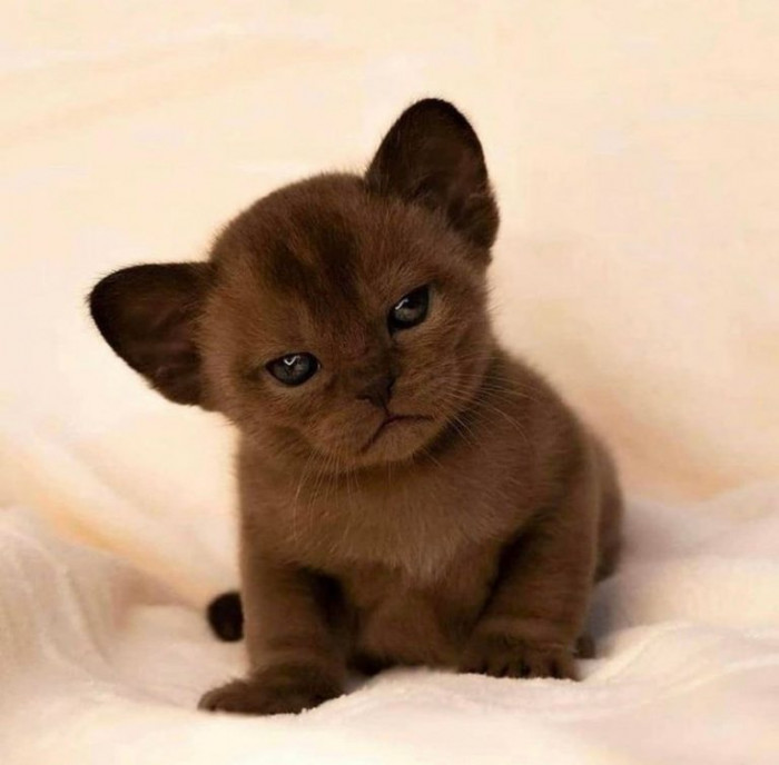 6. This is Simba, and he's the cutest thing ever