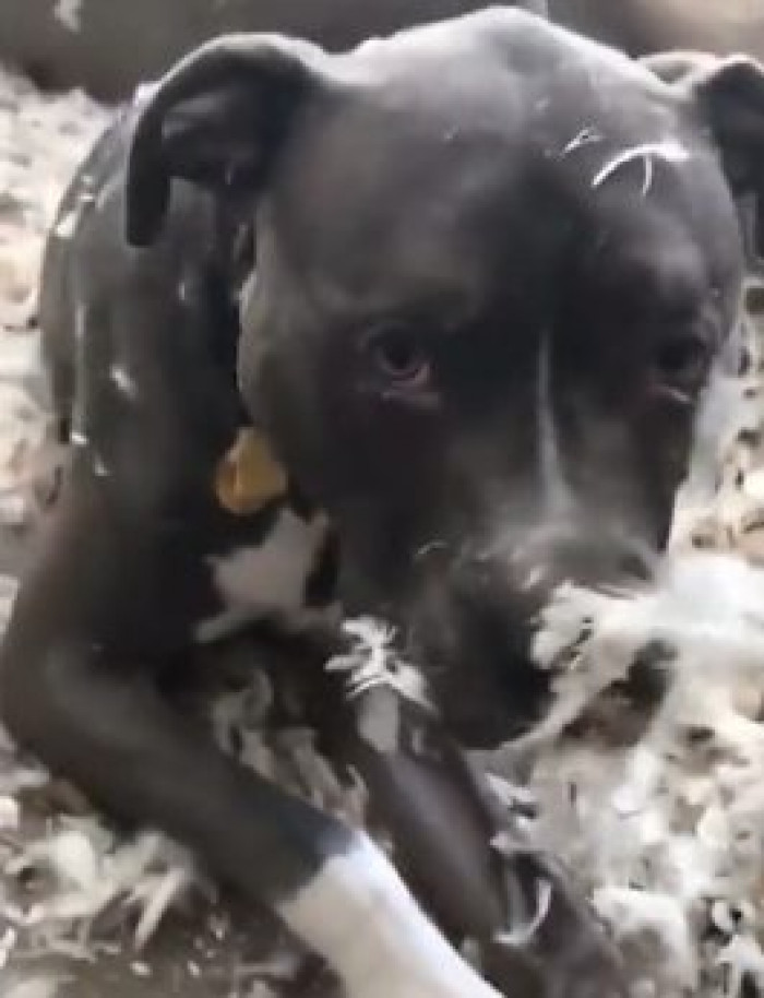 While Mom was furious that she had failed to elicit even the tiniest shred of guilt from Pablo, she couldn't help but smile at the sight of him, feathers and all.