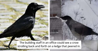 Crow Has Shown Its Extraordinary Abilities With A Spoon