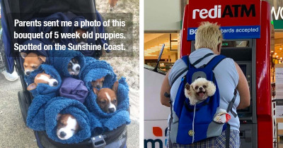 50 Wholesome Photos From The "Dogspotting" Facebook Group