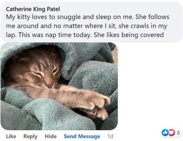 13. My little kitty friend loves my lap, and it's nap time