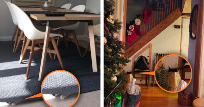 22 Cute Cats Who Are Champions at Hide and Seek