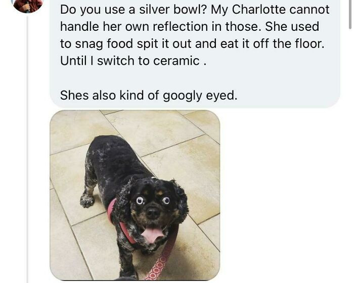 27. As seen in the dog group I'm a member of