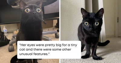 Check Out This Alien Looking Kitten Rescued By A Family Who Found Her Abandoned In The Fields In The Middle Of The Night