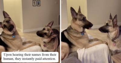 Twin German Shepherds Shower Their Mom With The Most Adorable Head Tilts After She Answers A Fake Call Using Their Favorite Words