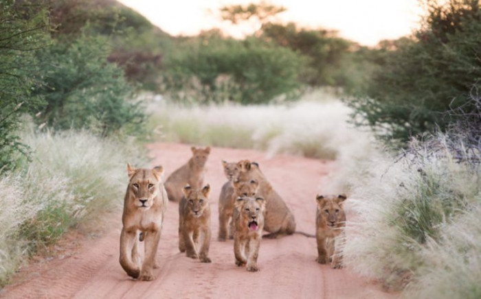 It appears it is very normal for lionesses from the same prides to raise their little ones together.