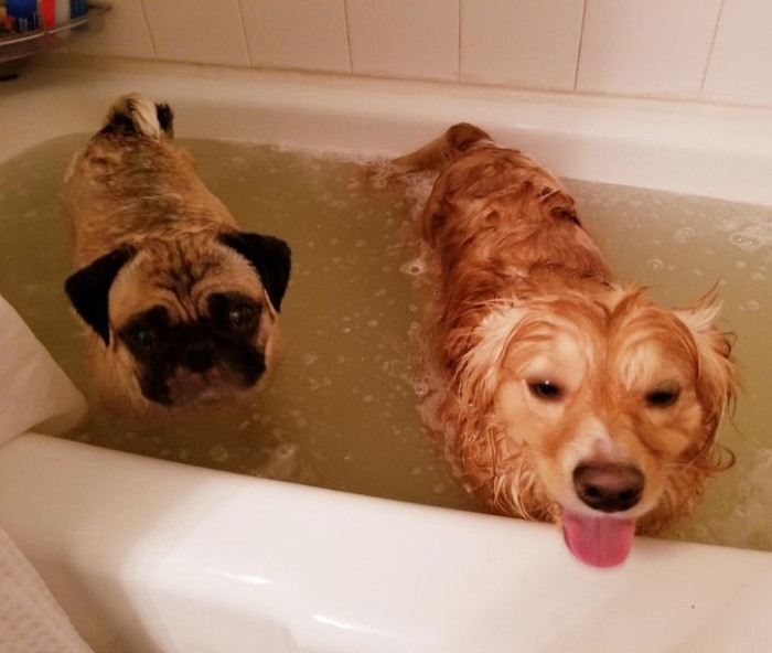 5. These two like to take calming baths together. So adorable!