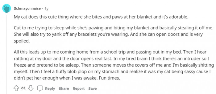 Another amazing cat story. We're loving them.