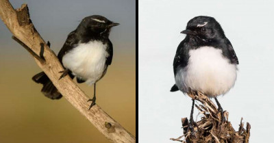 The Willy Wagtail Is A Bird With A Silly Name That Perfectly Matches Its Adorableness