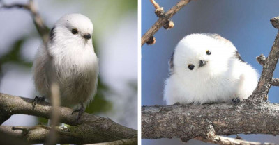 'Smol' Bird Looks Just Like A Flying Cotton Ball And We Can't Get Enough Of It