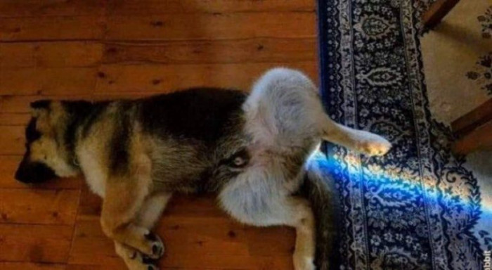 15. When your dog has too many Skittles