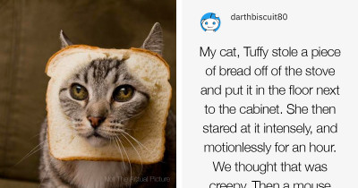 People Share The Most Creepily Intelligent Thing That Their Pet Has Done And We Are Spooked