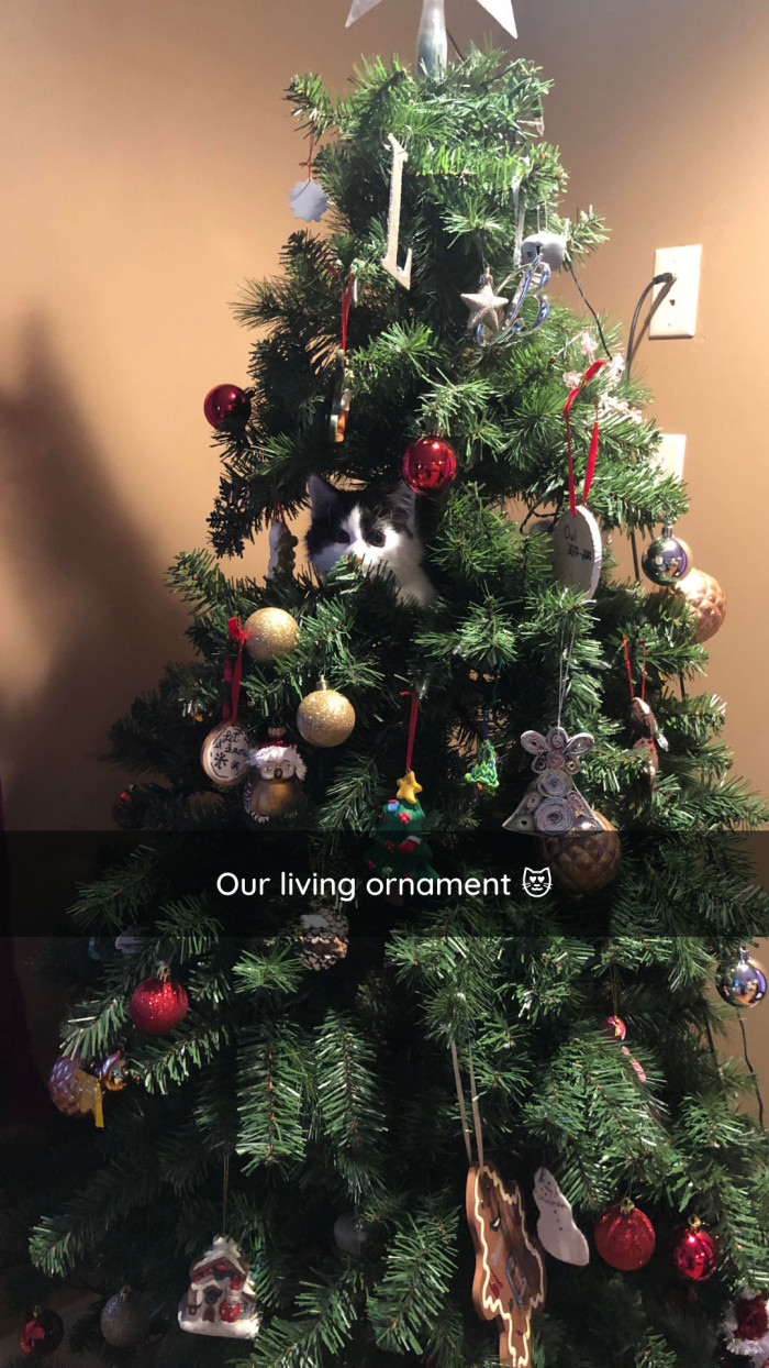 8. If you listen closely, it meows Christmas.