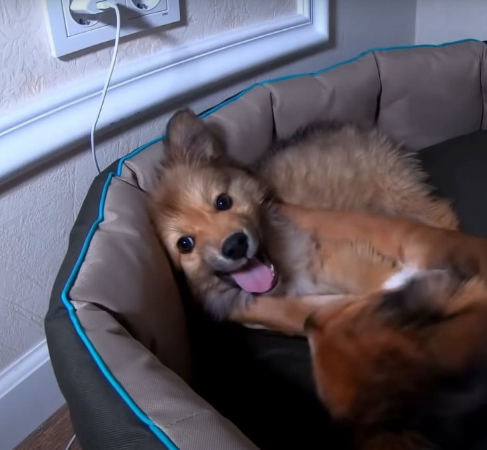 Pushok had to stay at the clinic for treatment, but he made a full recovery.