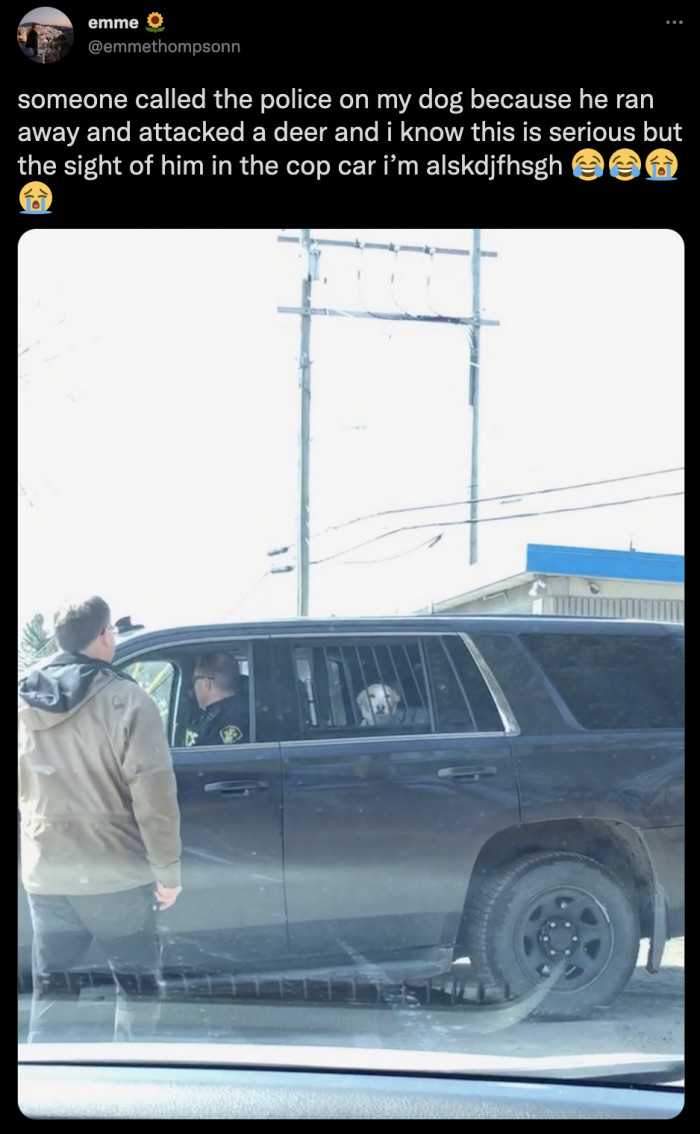 11. This notorious criminal has finally been apprehended. I would definitely bail him out, though.