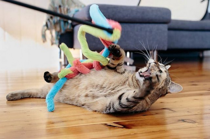 The dynamic duo was adopted around Christmas time and expressed in an interview that they