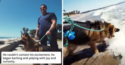 Neglected Dog Sees Ocean For The First Time And His Reaction Is Priceless