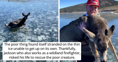 Brave Man Risks Life to Save Baby Deer Stranded on Thinly Frozen Lake