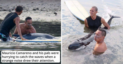 Brave Surfers Spend Six Hours in Efforts to Save a Stranded Baby Whale