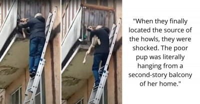 Community Bonds Together To Rescue A Dog Hanging From The Balcony Of His Abusive Home