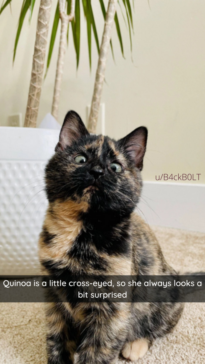 18. I love this cat.