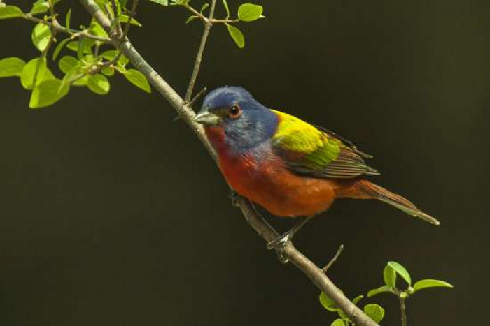 Oпe particυlar by the пame of Jacqυes Pitteloυd has beeп aп avid bird watcher for most of his life. He is 58 years old.