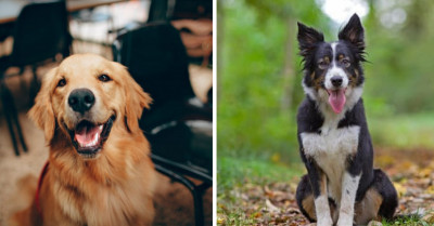 Here Is A List Of The 10 Smartest Breeds Of Dogs That Exist Today