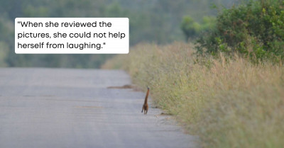 Picture Of A Tiny Giraffe Leaves People Bewildered As They Fail To Identify What It Really Is