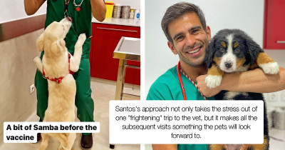 This Vet Vaccinates Dogs Without Them Noticing Thanks to an Adorable Method of Distraction