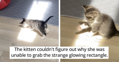 Curious Kitten Discovers Sunbeams for the Very First Time, and It's the Cutest Thing Ever