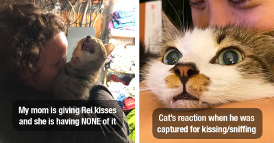 Sassy Cats Reject Their Hoomans' Cuddles in the Funniest Ways