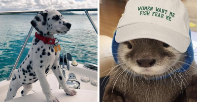 20+ Of The Cutest Photos Featuring Adorable Animals That Will Make You Happier