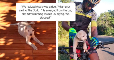 Puppy Deserted On Roadside Saved By A Cyclist and His Wife
