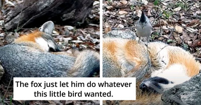 Fearless Bird Braved Herself and Approached a Fox