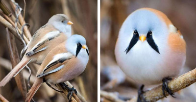 The Cutest And Fluffiest Bird Can Execute The Most Perfect Split Effortlessly
