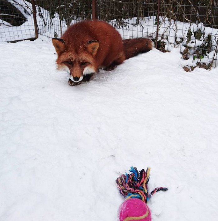 Playtime! Hunting for My Favorite Toy