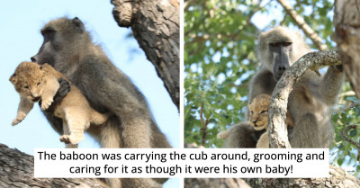 Baboon Grooming and Caring for an Adorable Lion Cub Caught on Film