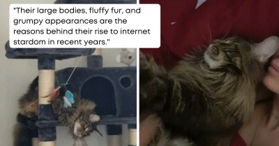 If You Love The Adorable, Funny, and Magnificent Maine Coon Cats, Here Are The Best Instagram Users