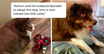 Dog Was About To Be Put Down Until He Was Adopted By His "Repulsively Flamboyant" Parents