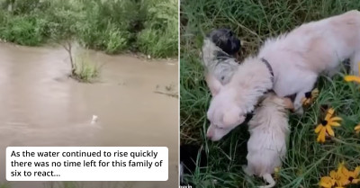 Mother Dog Bravely Jumped Into Floodwater and Saved Her Stranded Pup