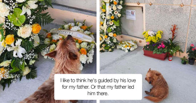 Dog Who Misses His Deceased Best Friend, Travels By Himself Every Day To Visit His Grave