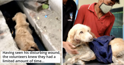 Old And Wounded Street Dog Found By Rescuers Fights Tooth And Nail For A Better Life